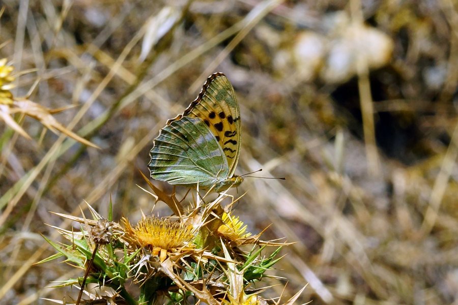 Argynnis pandora? No, Argynnis paphia